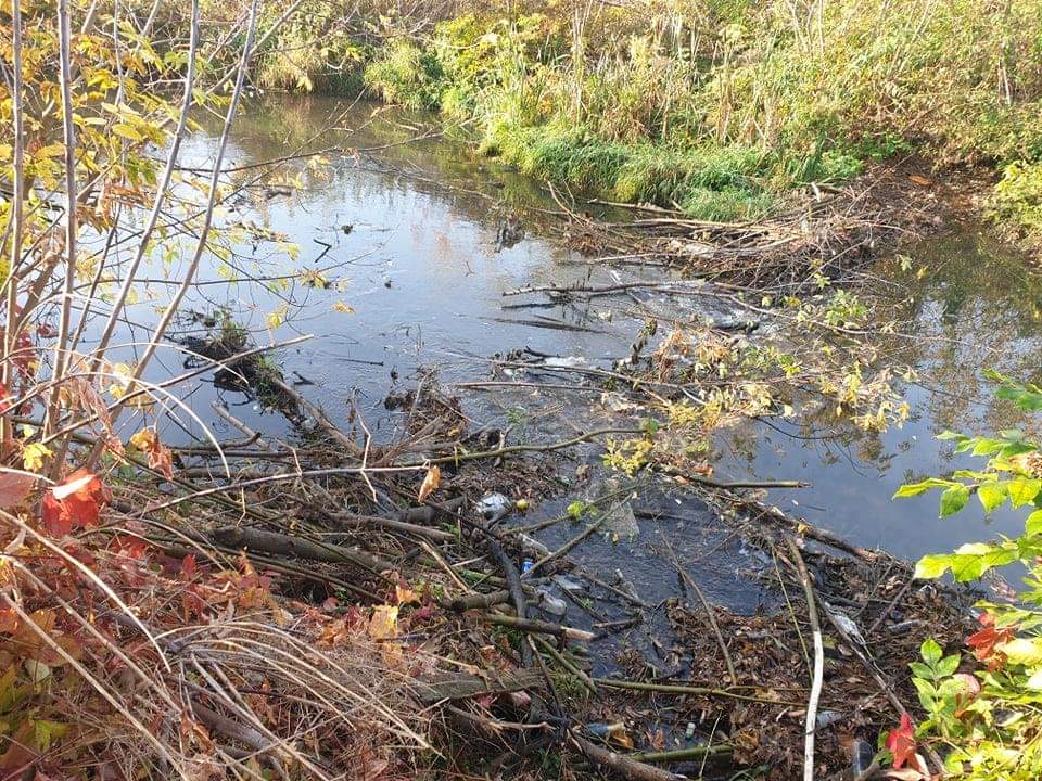Бобры построили в Туле новую «достопримечательность» | Общество ...